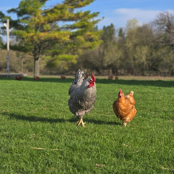 Free-Range Eggs