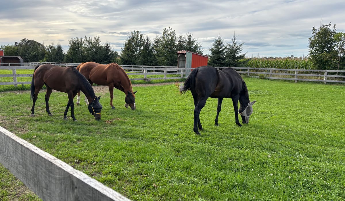 Horses grazing at Oakview Farm